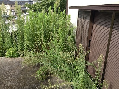 お庭がある家では、庭木のつぎに問題 となる草刈り・草とりです。 庭木みたいに大きくはならないし、 年に１～２回程度、家族で行っている 方もおられるかもしれません。 しかし、雑草は伸びるのも早く、 放っておくと家のまわりは草に囲まれ 防犯的によくありません。 ここは、 「長いこと空き家になっている」と まわりに知らせているようなものです。